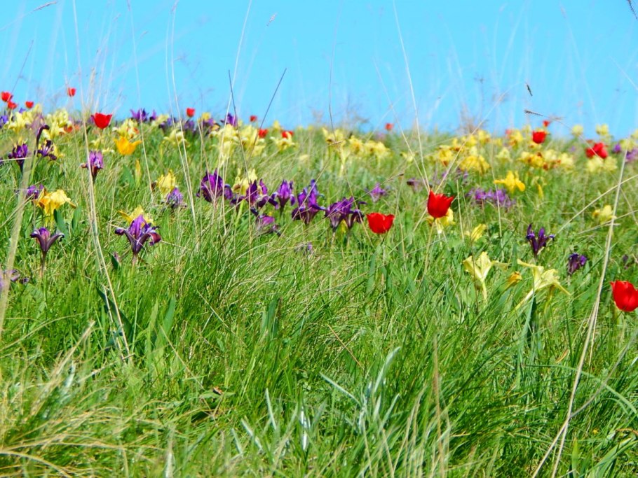 Бахчисарай маковые поля