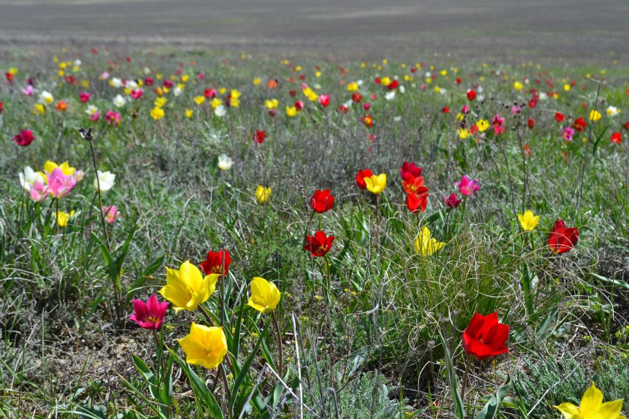 Поля Алтайского края