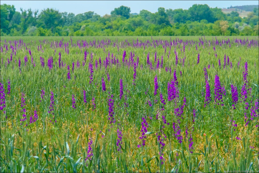 Растения в степи Калмыкии