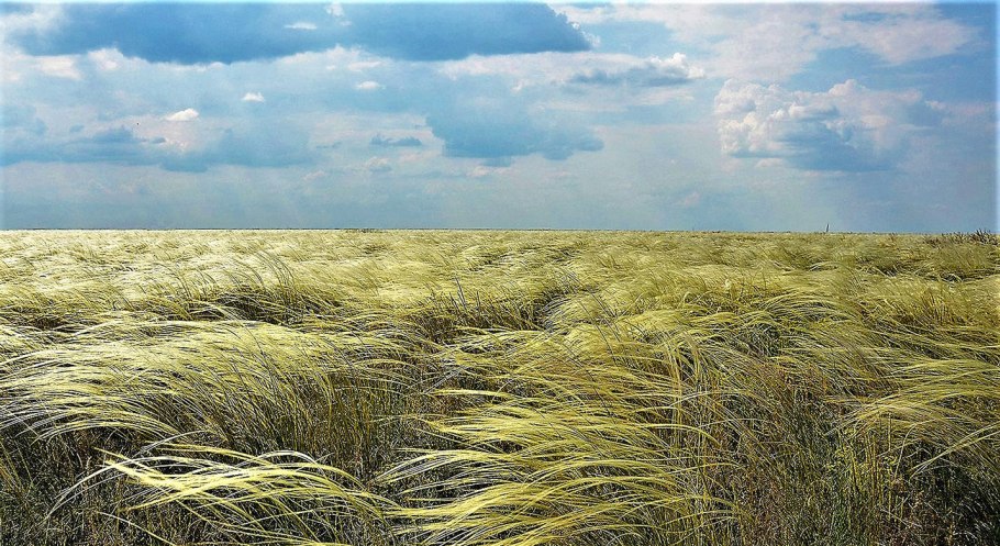 Полевые цветы