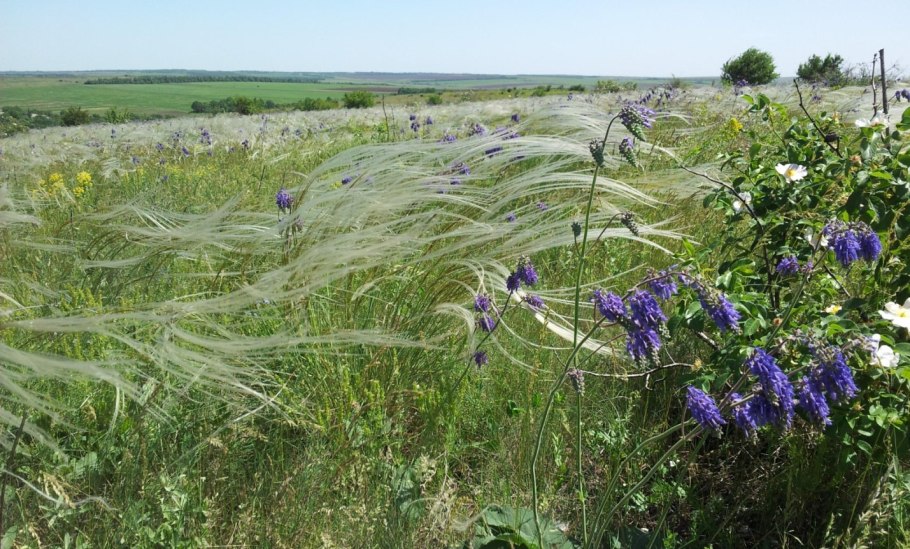Разнотравье Луговой цветник
