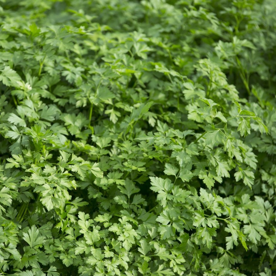 Зелень пучок петрушки ккал