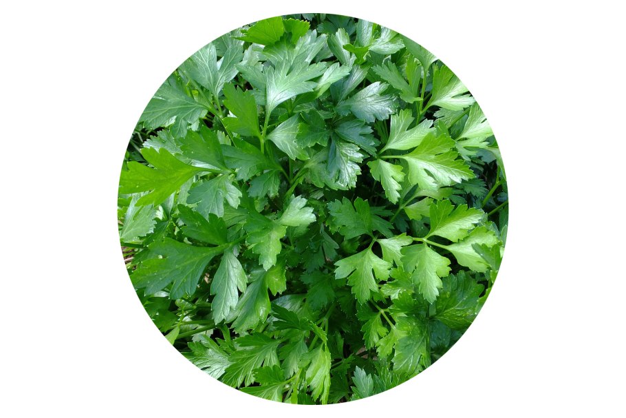 Надпись петрушка