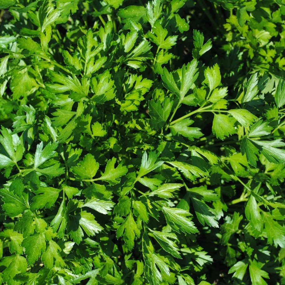 Чай из петрушки