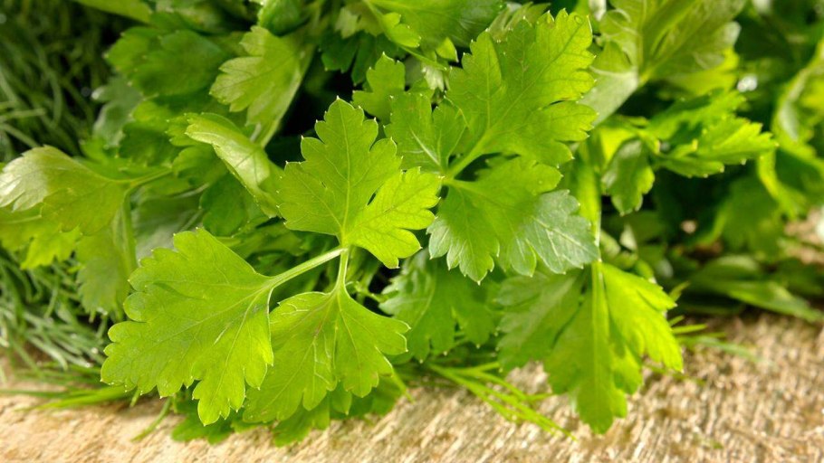 Зелень кинза