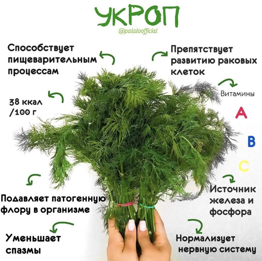 Петрушка вид сверху