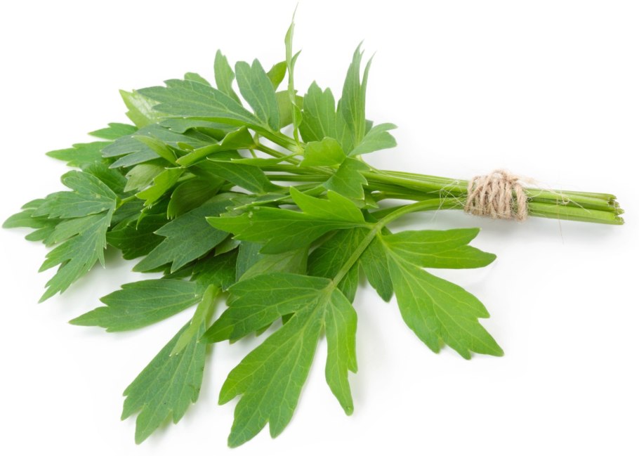 Кинза и Кашнич