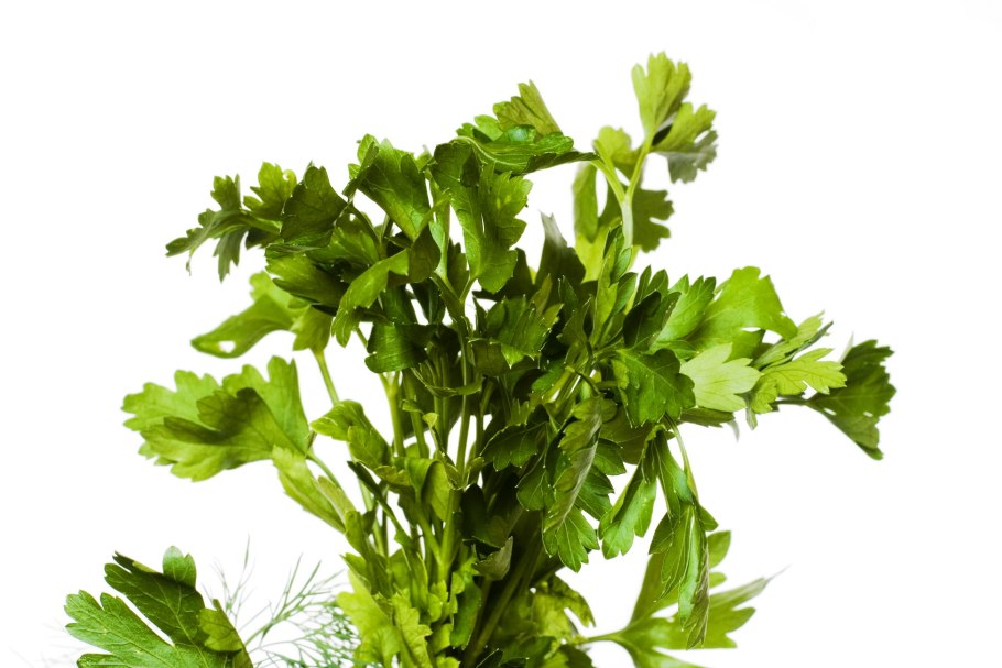 Семена кинзы это кориандр