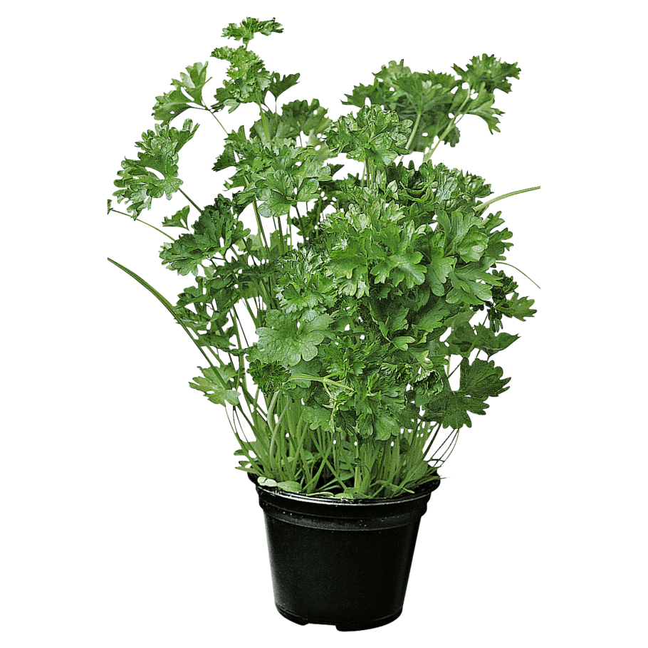 Петрушка текстура