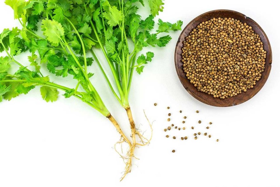 Чем полезен укроп