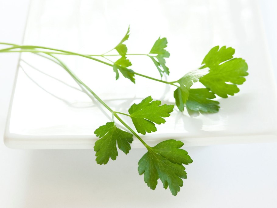 Петрушка Астра