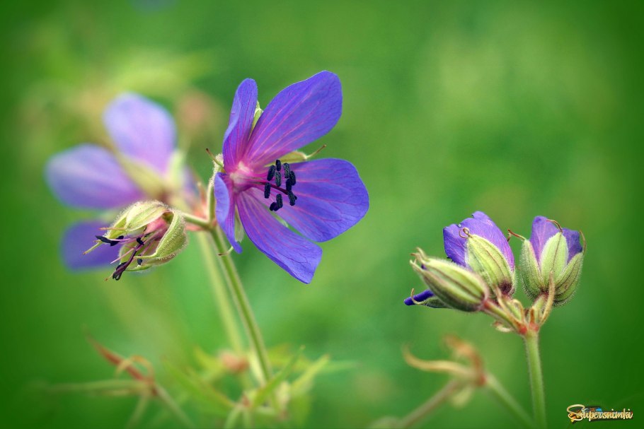 Герань Луговая журавельник