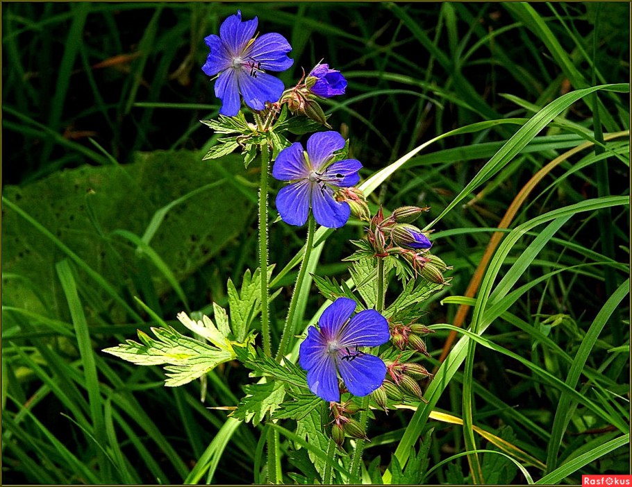 Герань Луговая