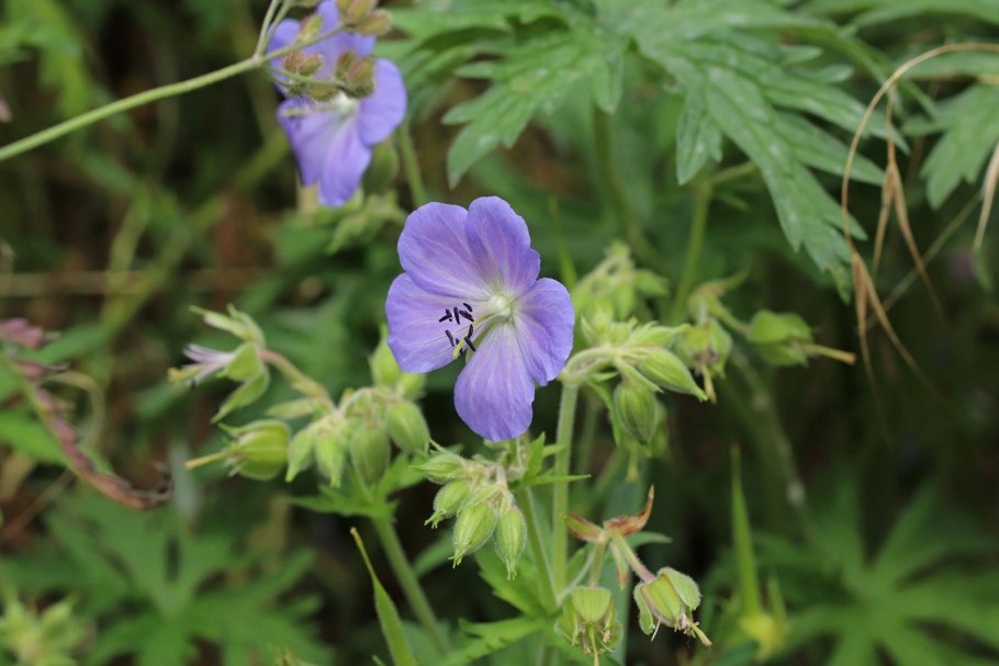 Герань Луговая куст