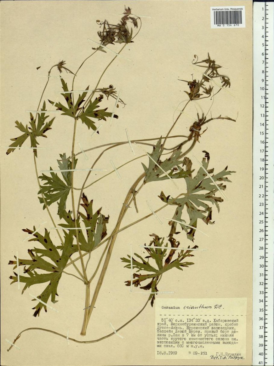 Герань Луговая Cluden