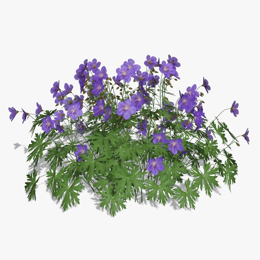 Герань Луговая журавельник Луговой