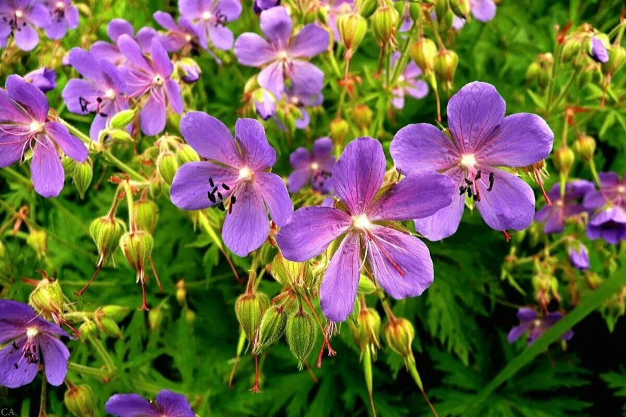 Meadow Cranesbill