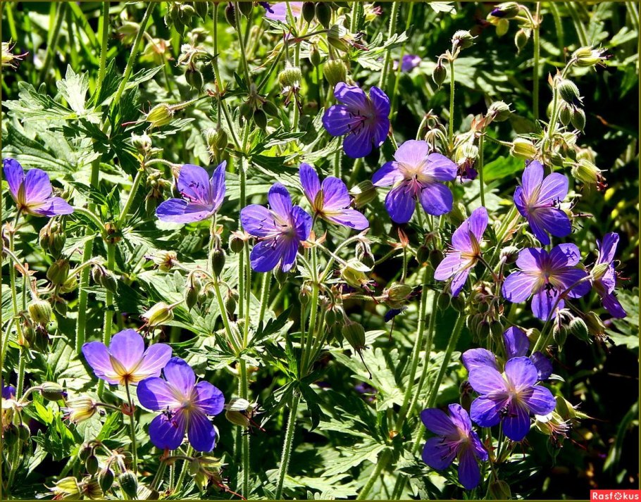 Герань Луговая (журавельник Луговой)на белом фоне