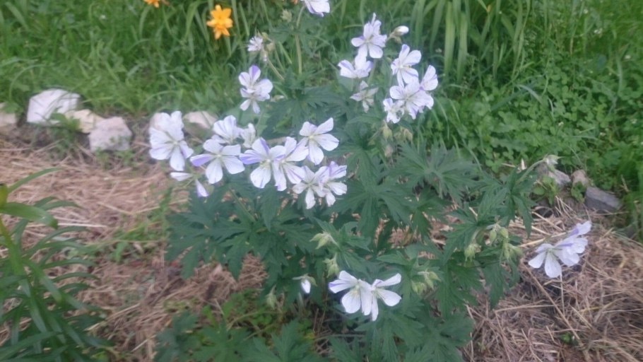 Соцветие герани Луговой