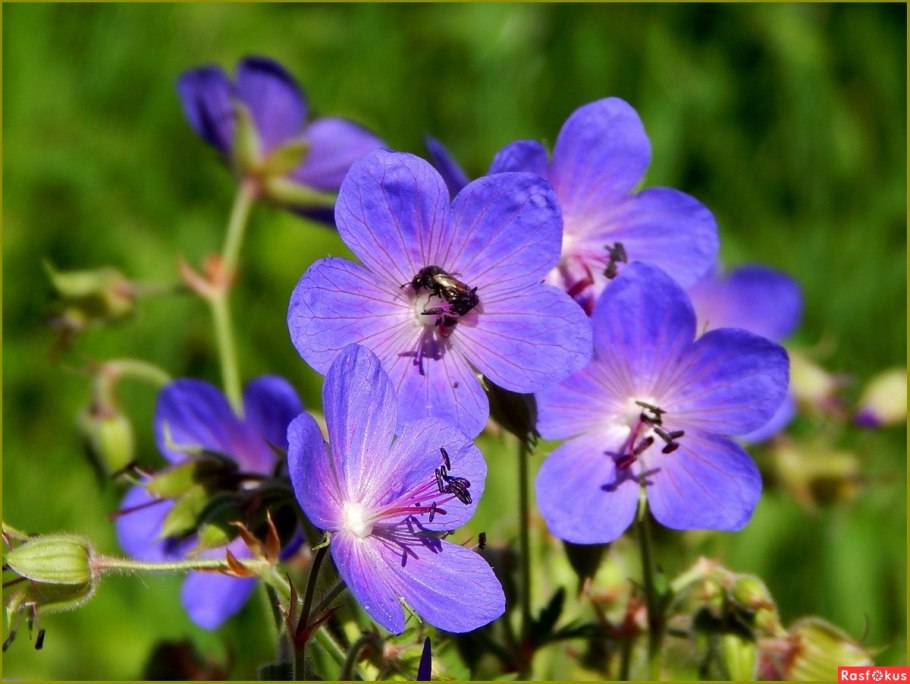 Герань Дикая Узбекистана