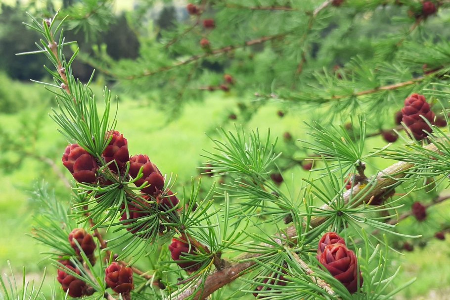 Лиственница Сибирская (Larix sibirica Ledeb.)