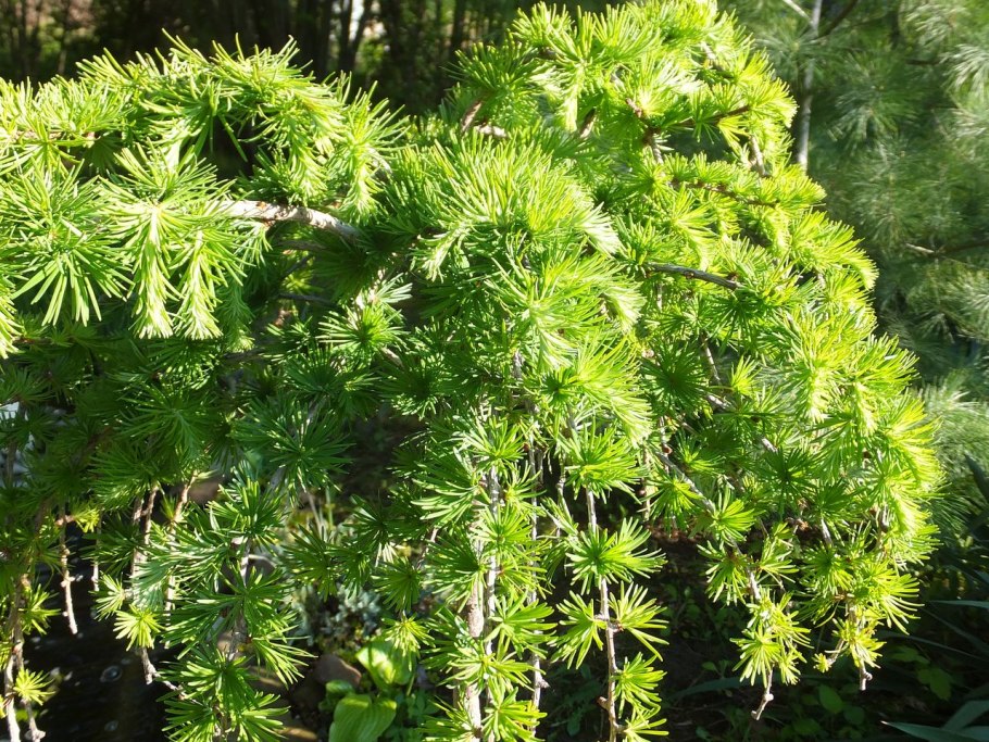Лиственница европейская Larix decidua