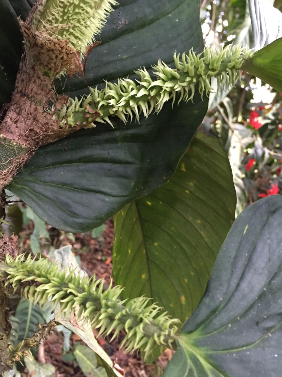 Филодендрон Fuzzy petiole