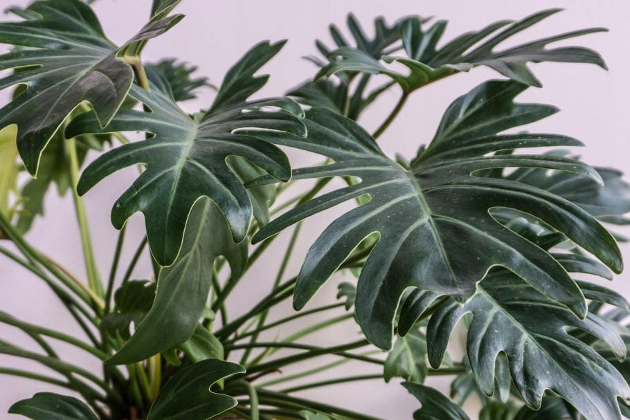Philodendron RPS
