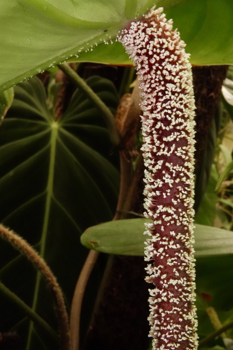 Филодендрон Fuzzy petiole