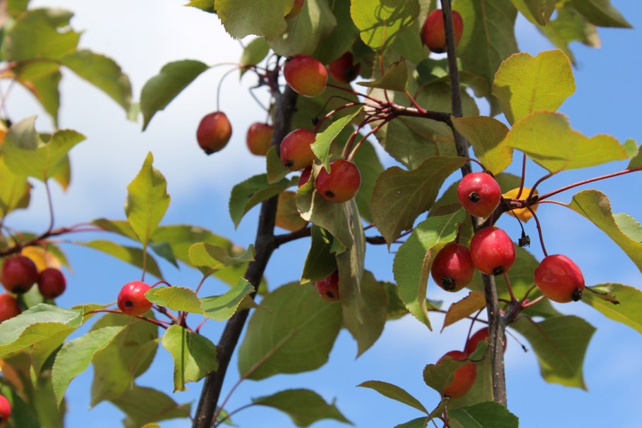Яблоня Malus Rudolph