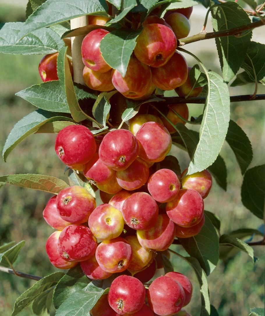 Яблоня 'Скарлет', Malus 'Scarlet',
