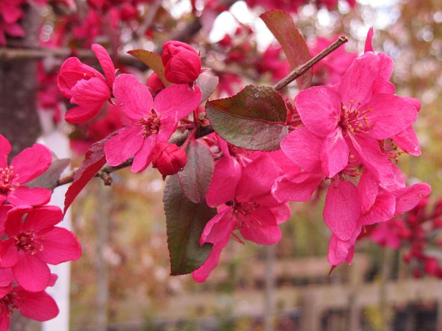 Яблоня Рудольф Malus Rudolph