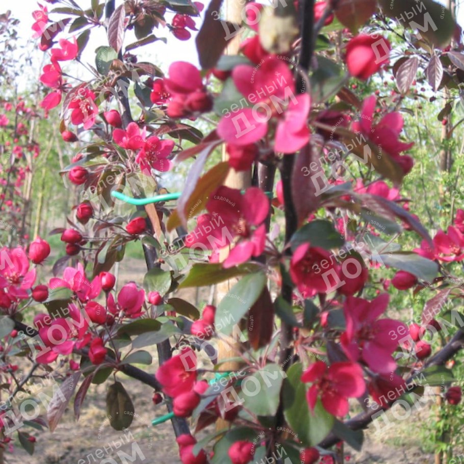 Яблоня Ола - Malus Ola