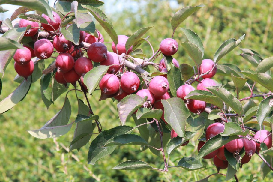 Яблоня Malus Rudolph