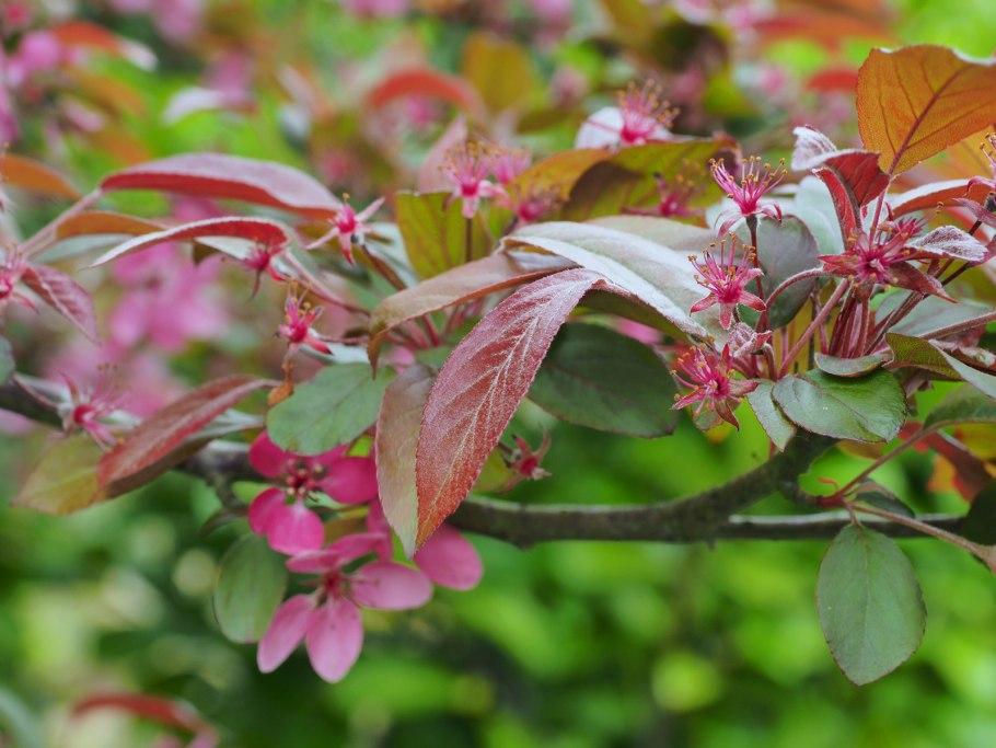 Яблоня 'Скарлет', Malus 'Scarlet',
