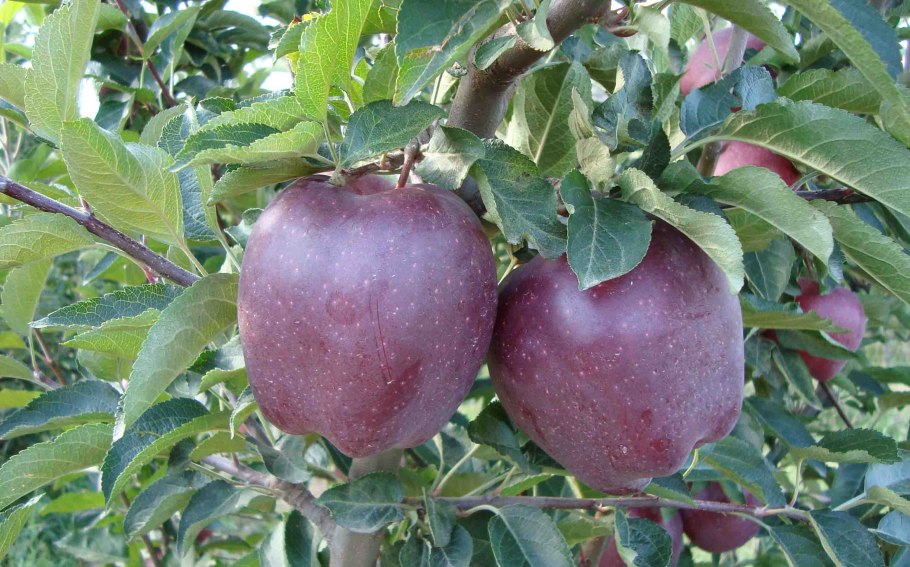 Яблоня декоративная Макамик
