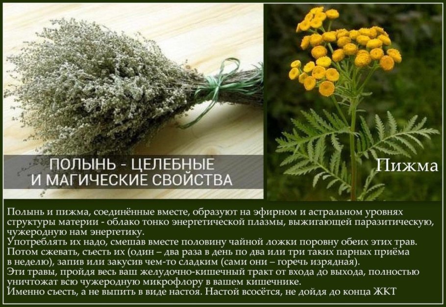 Пижма обыкновенная (Tanacetum vulgare)