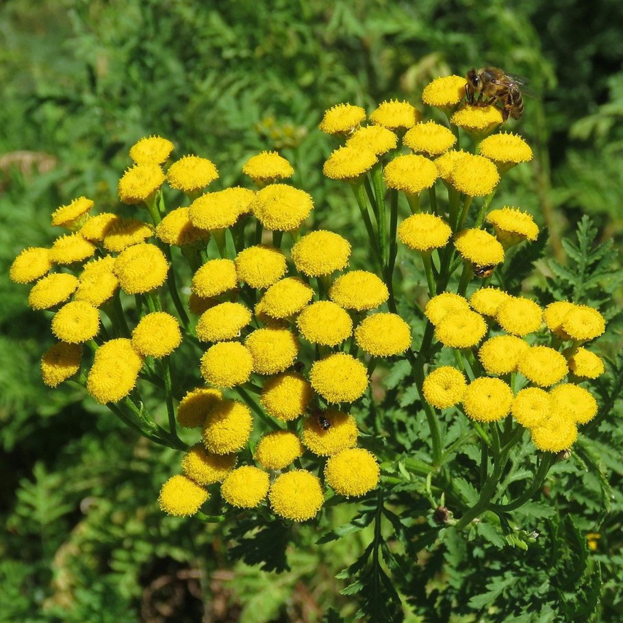 Tanacetum vulgare стебель голый