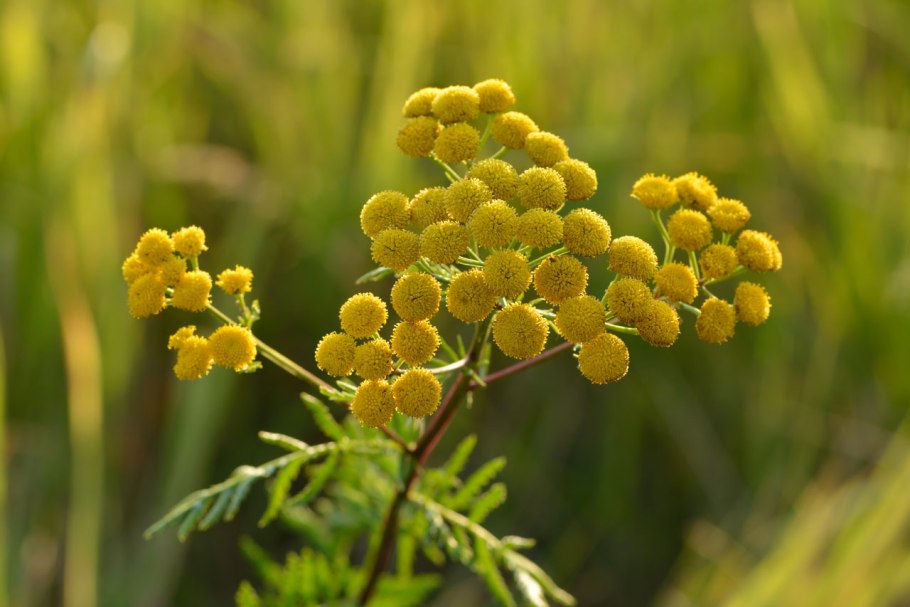 Herbivore Blue Tansy