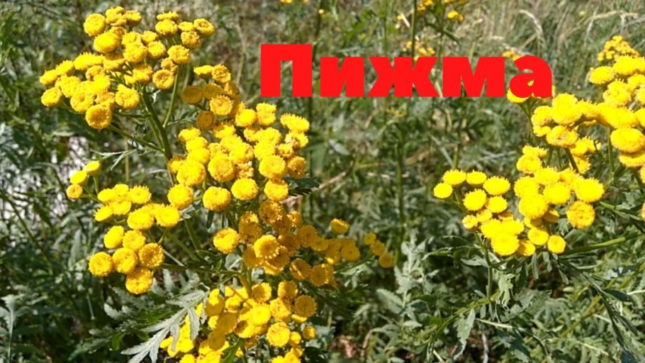 Пижма кудрявая