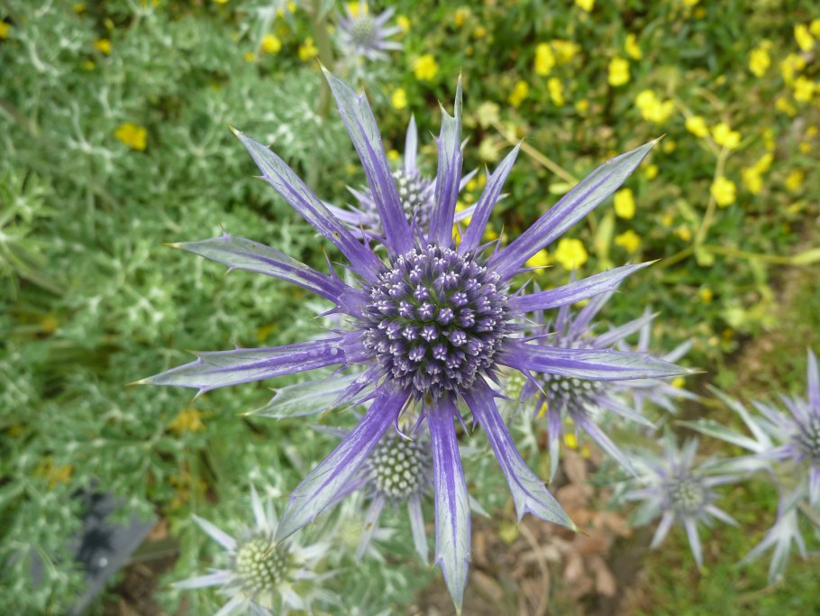 Eryngium bourgatii