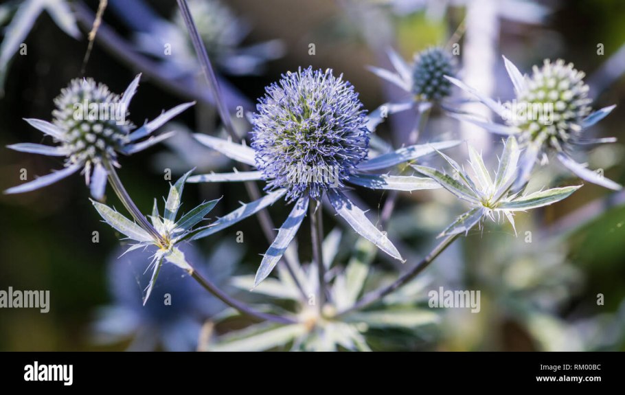 Mikolajek Eryngium