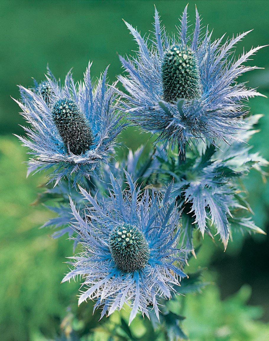 Синеголовник Альпийский (Eryngium alpinum)
