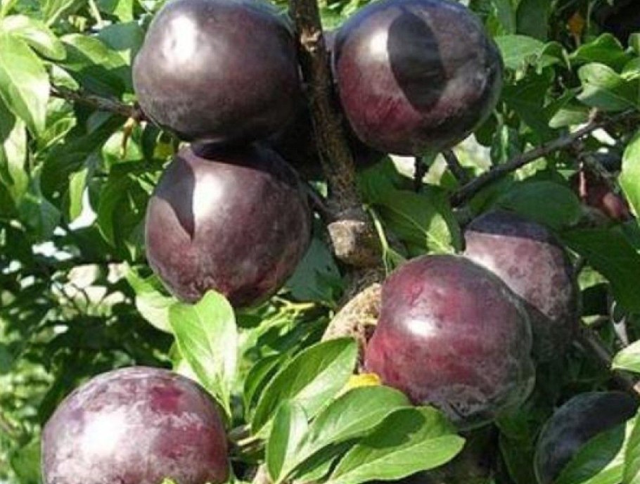 Алыча сорт генерал