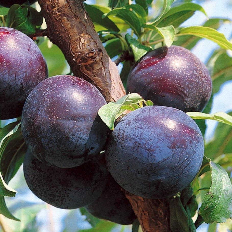 Алыча Блэк айс