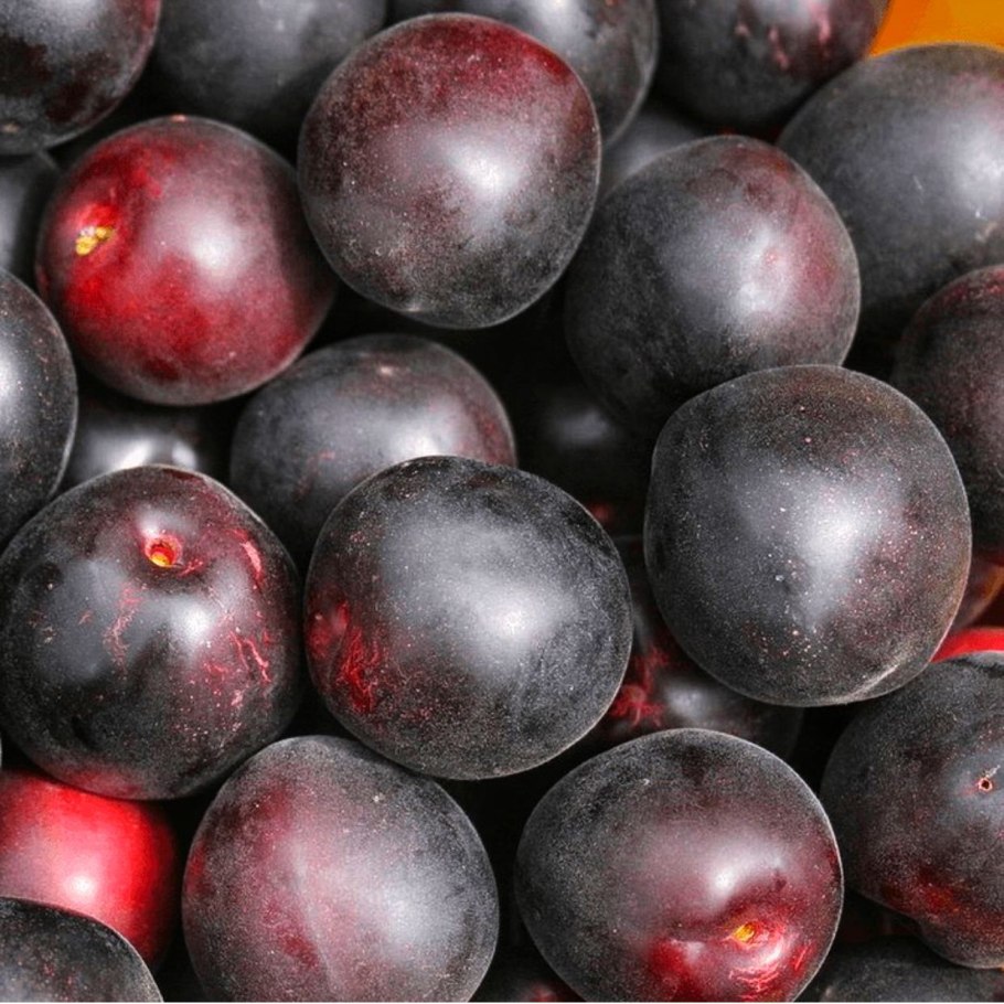 Шарафуга Белла Голд