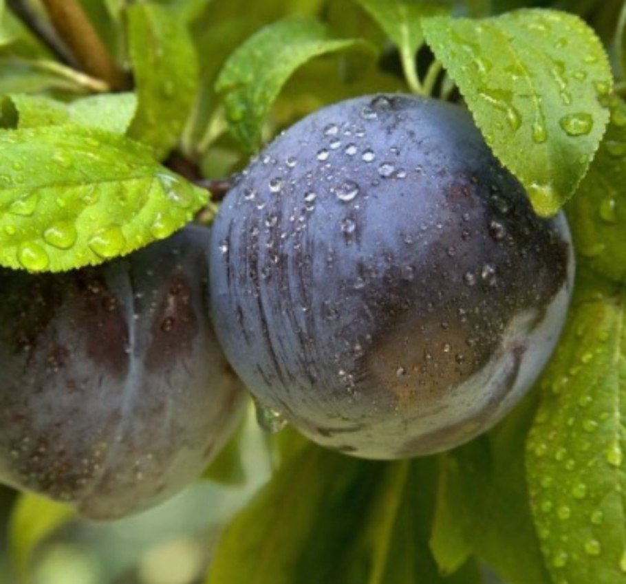 Алыча Клеопатра