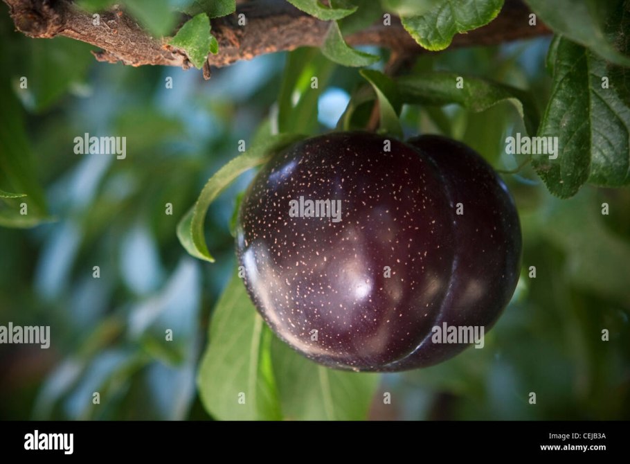 Слива Чемальская синяя