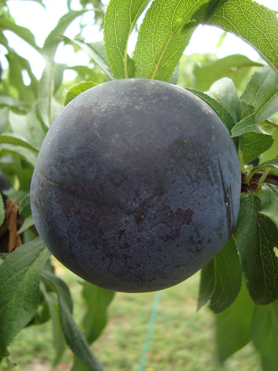 Алыча сорт Анжелина