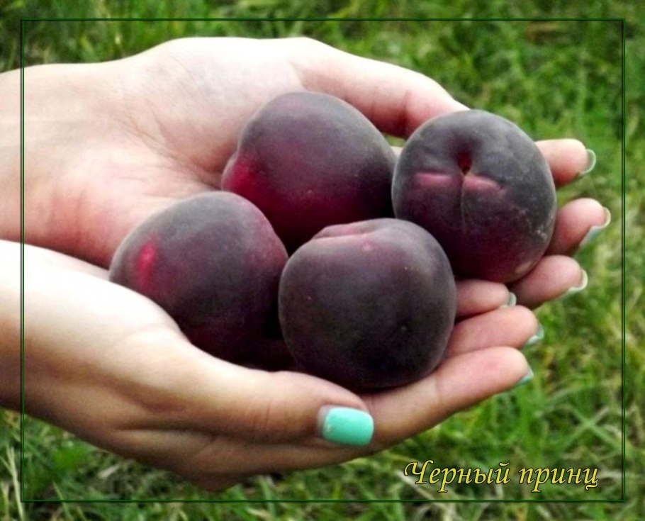 Сорт сливы Богатырская